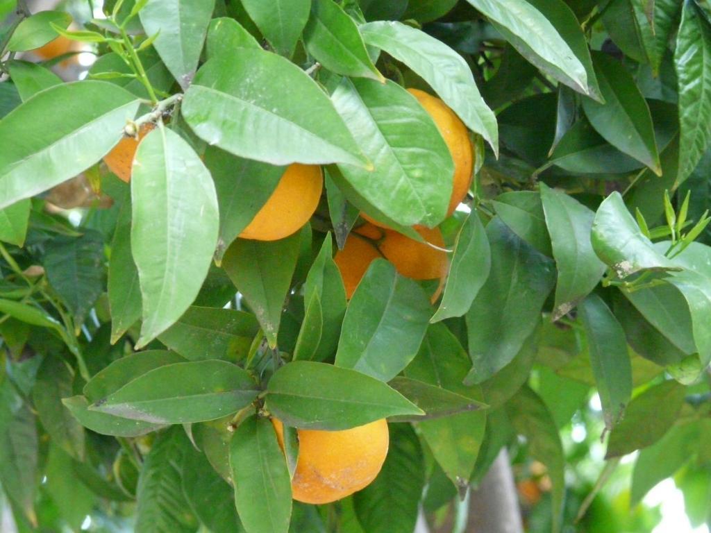 مبيت وإفطار جراس Les Palmiers المظهر الخارجي الصورة